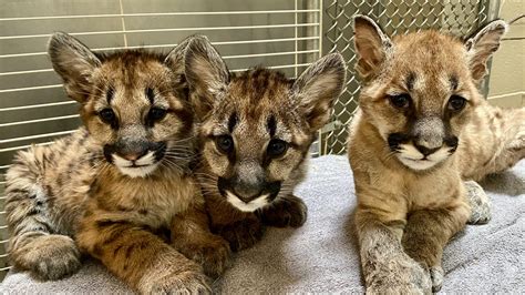 Mountain lion cubs rescued from California wildfires coming to Columbus Zoo