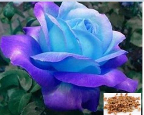 RARE Midnight Blue ROSE flower tree Bush 10 20 or 30 SeedsNo | Etsy