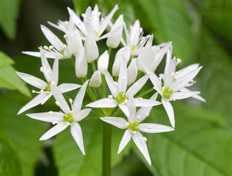 Ingredient Focus: What is wild garlic? | The Independent | The Independent