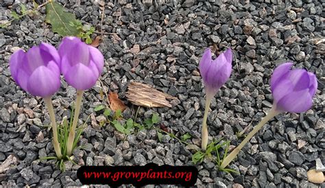 Fall crocus - How to grow & care