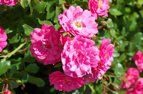 Growing Rose Bushes Is Easier Than You Think