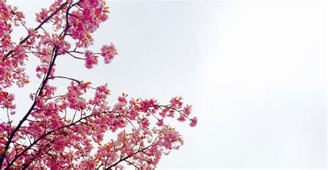 Free photo: Cherry Blossom Tree - Blooming, Blossoms, Cherry blossom ...