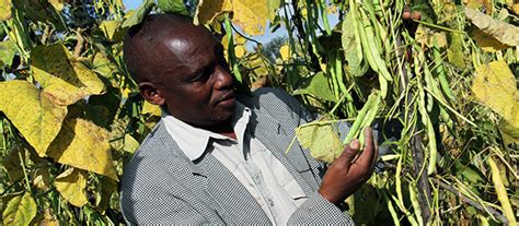 Syngenta Foundation - sowing the seeds for stronger seed systems