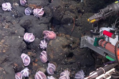 New octopus species discovered: 4 new species of deep-sea octopus discovered by rock called El ...