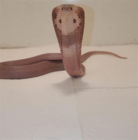 Monocled Cobra Morphs