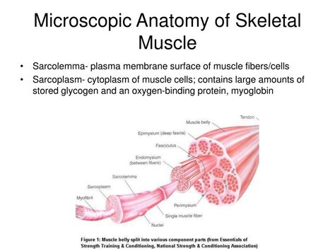 Gross Anatomy Of Skeletal Muscle Muscle Anatomy Human Muscle Anatomy ...