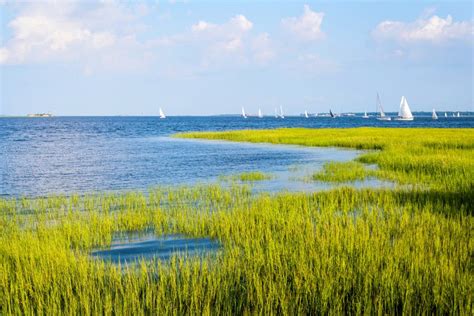 Coastal wetlands are a powerful weapon against flooding • Earth.com