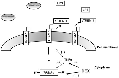 Model for the mechanism of action of dexamethasone. After infection ...