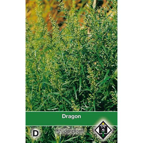 Dragon / Artemisia dracunculus -seeds-