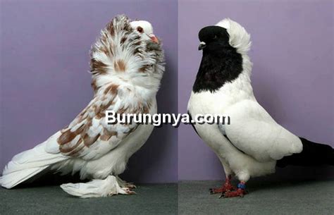 Gambar Burung Dara Hias - 56+ Koleksi Gambar