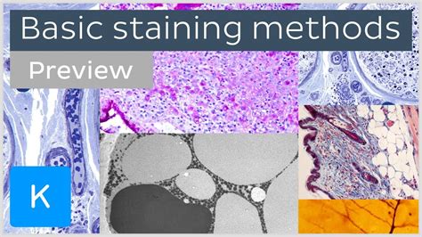 Basic histological staining methods (preview) - Human Histology ...