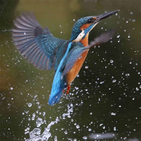 All about the Kingfisher - GardenBird