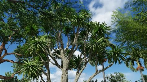 Cabbage Palm Tree Sabal Palmetto Canopy Stock Footage - Video of beauty ...