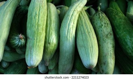 Armenian Cucumber: Over 925 Royalty-Free Licensable Stock Photos ...