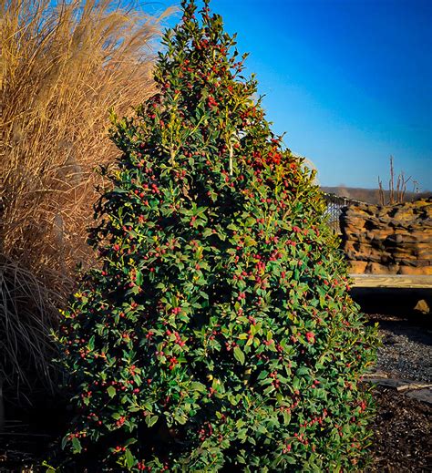 Christmas Jewel Holly Trees For Sale | The Tree Center