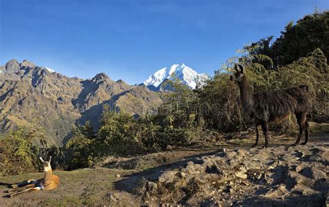 Salcantay Mountain On The Trail In HDR Stock Image - Image of hill ...