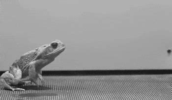 Frog Jump GIFs - Find & Share on GIPHY