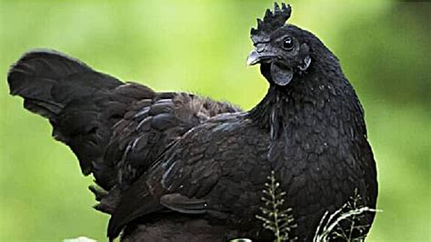 Kadaknath Eggs। Amazing Benefits Of Kadaknath Chicken Eggs