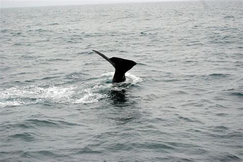 Whale Watching in Kaikoura – New Zealand Holiday Tour