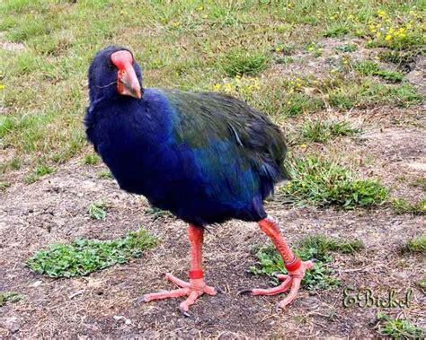 Takahe | Reptiles and amphibians, Animals, Amphibians