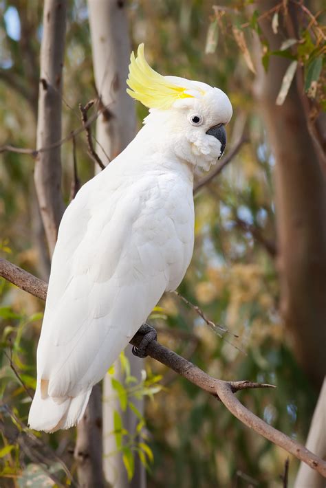 File:Sulphur Crested Cockatoo Nov10.jpg - Wikimedia Commons