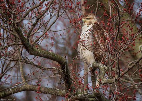 Red-tailed Hawk - Juvenile on Behance