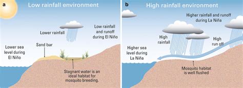 Sand ridge mechanism. a Sandbar formation in drier years creates ideal ...