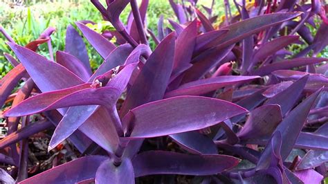 Raj Garden Plants Wandering Jew - Tradescantia Pallida - Wandering Jew - Purple Heart - Purple ...