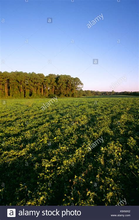 Georgia Peanut Farm High Resolution Stock Photography and Images - Alamy