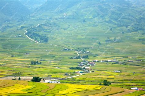 Premium Photo | Paddy field plantation in the country of vietnam.