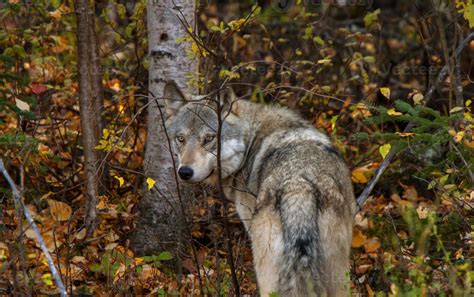 Wild Timber Wolf Canada 5099086 Stock Photo at Vecteezy