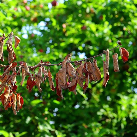 Photinia Red Robin Problems Pests and Diseases