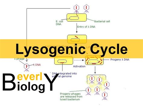 Lysogenic Cycle Animation