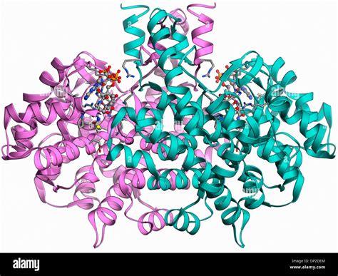 Citrate synthase molecule Stock Photo - Alamy