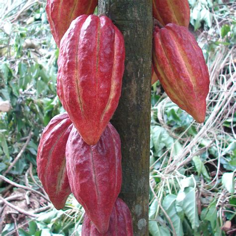 Polynesian Produce Stand : CHOCOLATE Tree ~Fruit of Gods~ Theobroma CACAO LIVE PLANT small ...