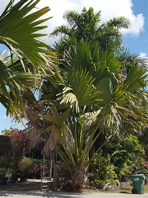 Lg. Talipot Palm Tree (corypha umbraculifera) – Urban Palms