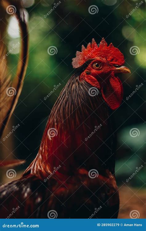 Beautiful Red Hen in the Jungle Stock Image - Image of parrot, peafowl ...