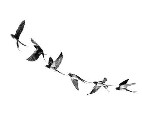 Swallows in flight | Bird tattoo men, Bird tattoos arm, Flying bird tattoo