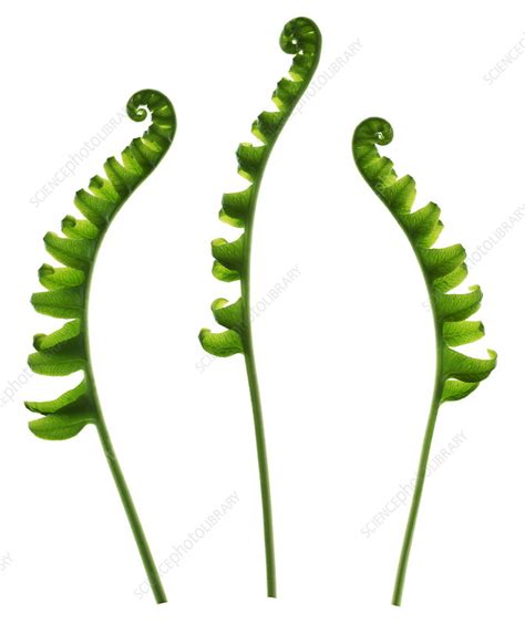 Fern fronds - Stock Image - B450/0241 - Science Photo Library