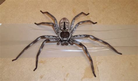 'Giant' huntsman spider terrifies removalists after hitching a ride to ...