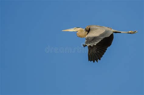 Great Blue Heron Flying in a Blue Sky Stock Photo - Image of gray ...