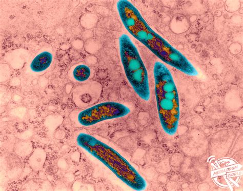 Colourful Scans of Bacteria on Human Hair & Skin | Media Drum World