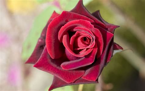 Deep Red Rose Wallpaper - [1680 x 1050]