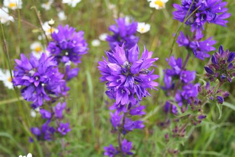 Clustered Bellflower – Scotia Seeds