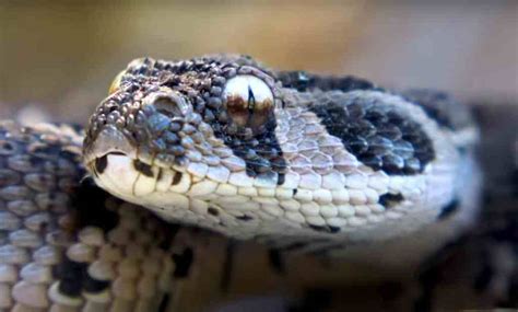 Puff Adders – Facts And Pictures – Regarding Reptiles