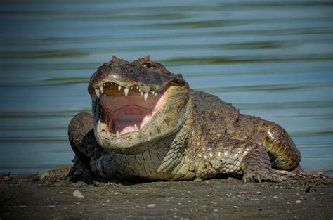 Caiman crocodile wallpaper | animals | Wallpaper Better