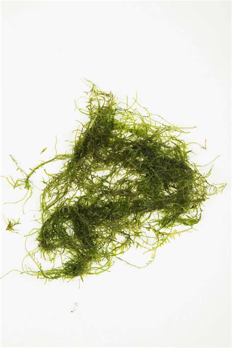 JAVA MOSS – 10g – 250g live aquarium carpet plant bogwood ornament fish fry shrimp – aquarium ...