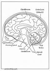 Brain Coloring Page Labeled sketch template