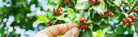 Is it possible to eat coffee berries? – Tastlé Coffee