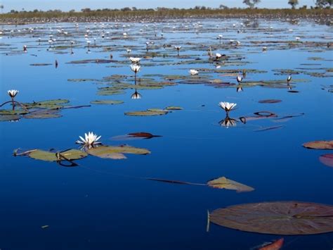 Water lilies in Okavango Delta, Botswana, Africa | Okavango delta, African art paintings, Beauty ...